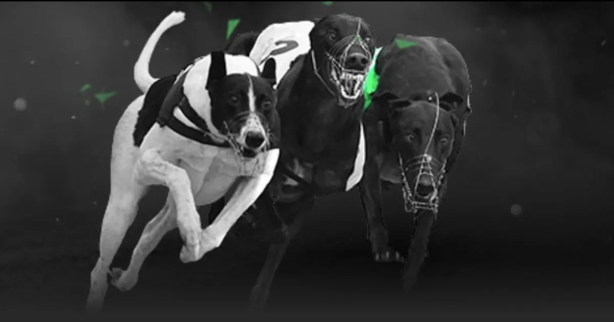 波神,分塔图姆三,双表现,大发彩票,大发快三彩票官网,dafa大发彩票官网,大发彩票官网玩家首选